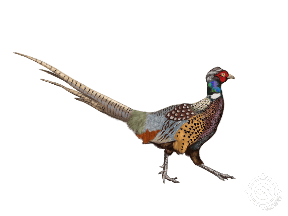 Ring-Necked Pheasant