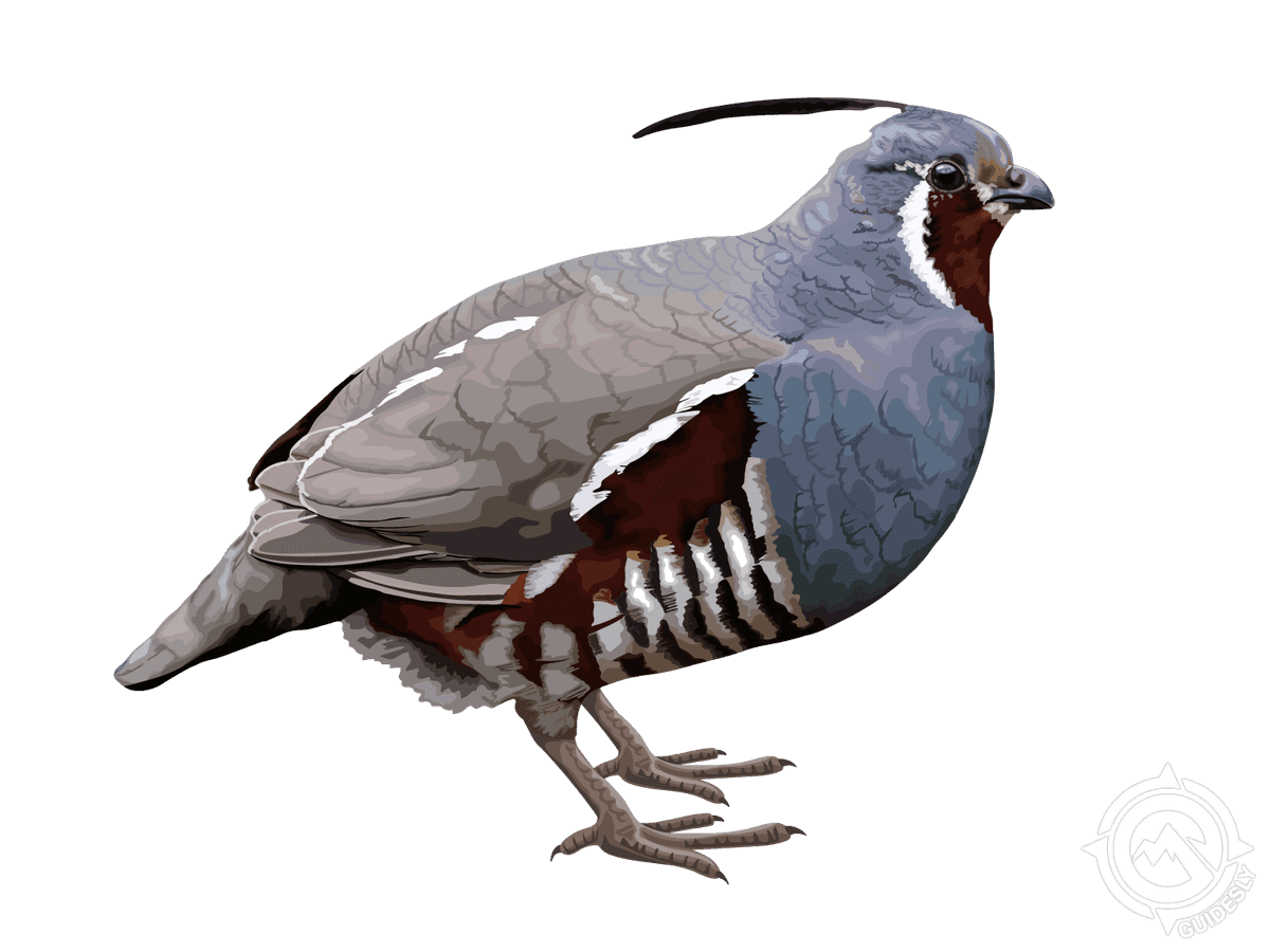 Mountain Quail