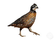 Bobwhite
