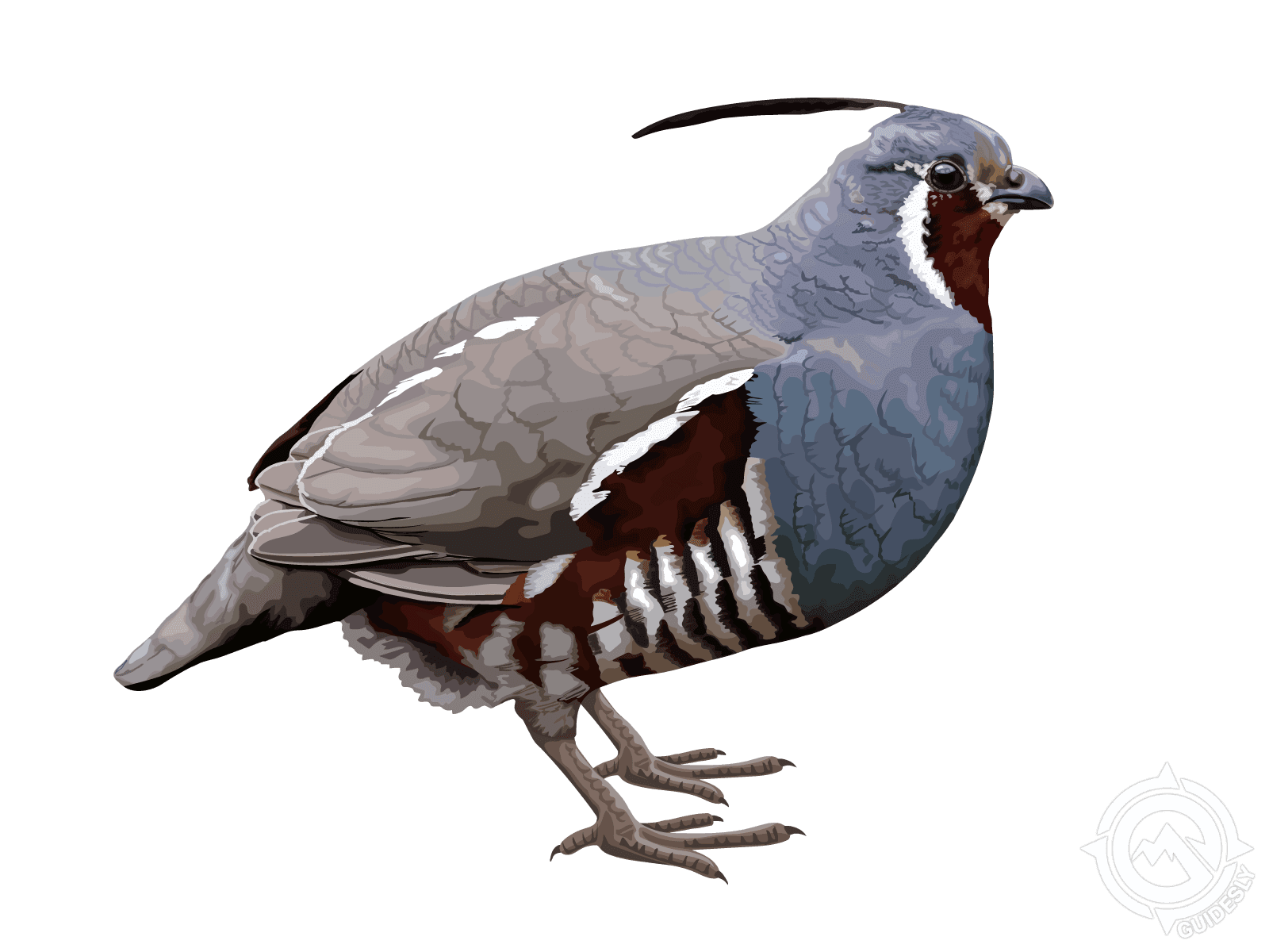 Mountain Quail